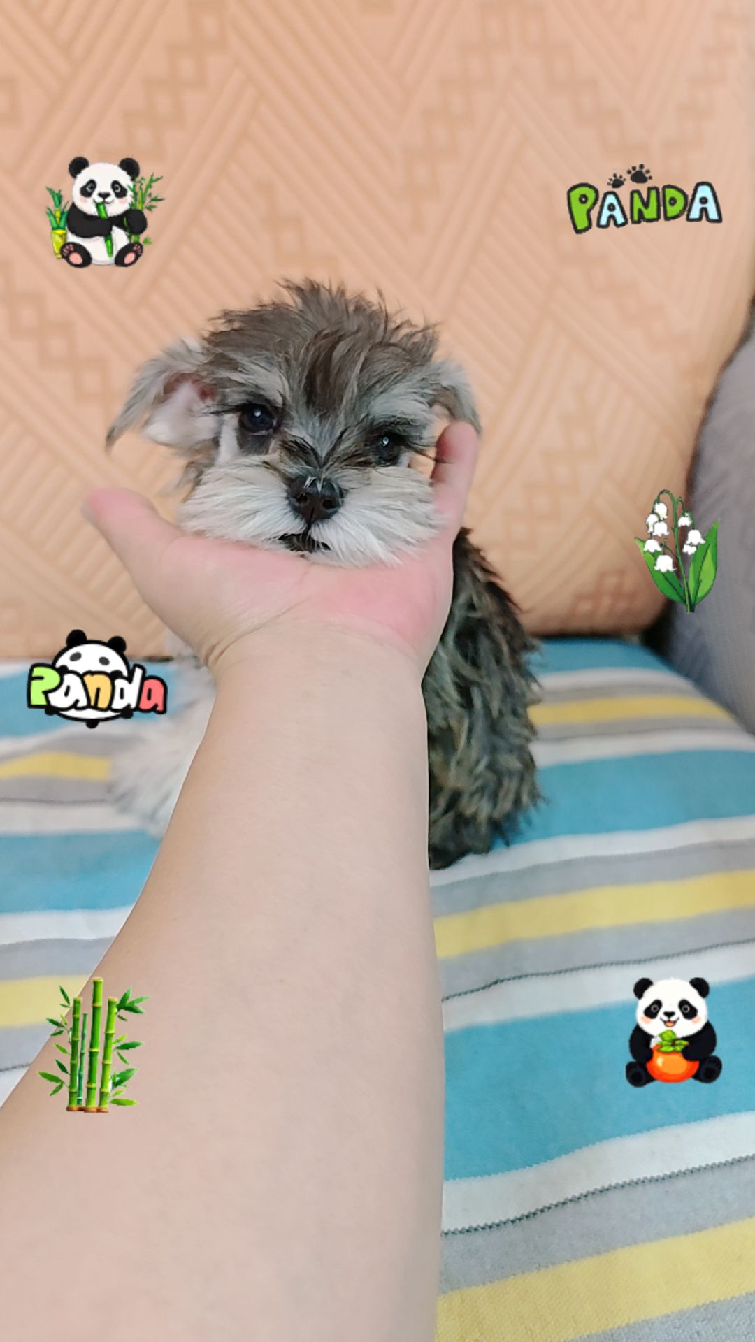 雪纳瑞小体椒盐色妹妹